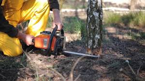 Best Fruit Tree Pruning  in Pickens, SC