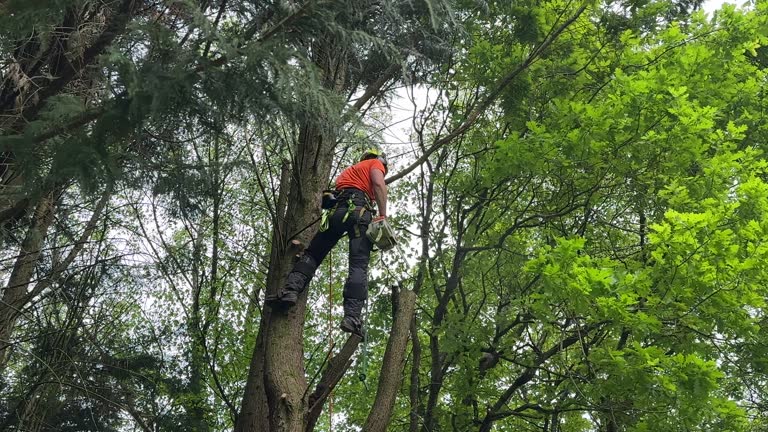 How Our Tree Care Process Works  in  Pickens, SC