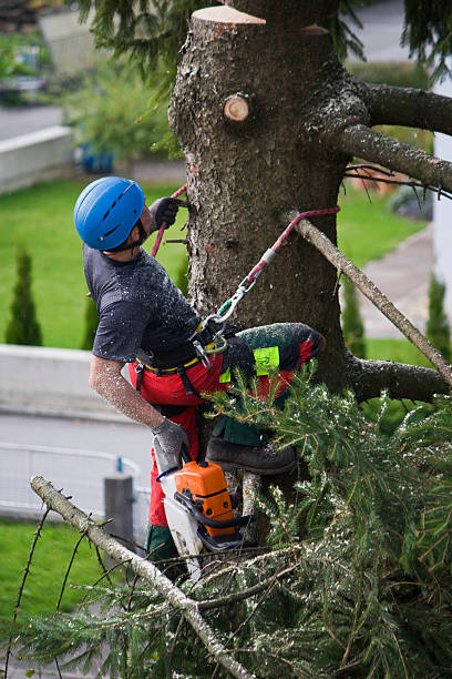 Best Tree Cabling and Bracing  in Pickens, SC