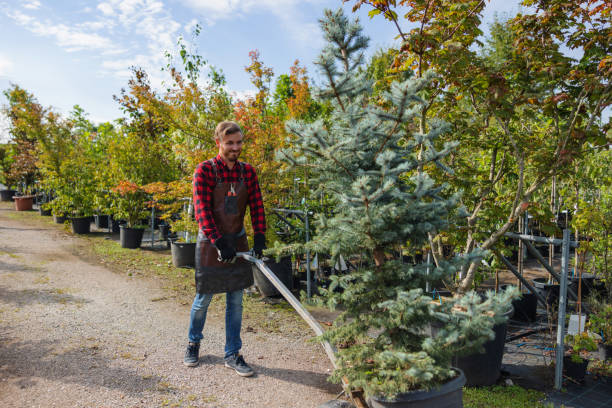 Best Tree Removal  in Pickens, SC