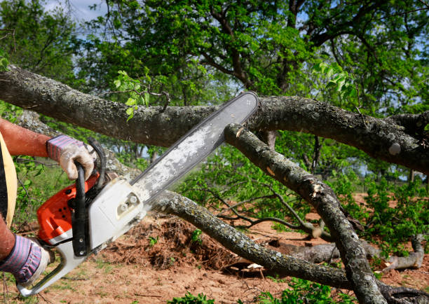 Best Tree Preservation Services  in Pickens, SC